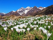 04 Omaggio floreale di crocus ai Tre Signori ed amici 